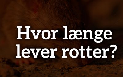 Hvor længe lever rotter?