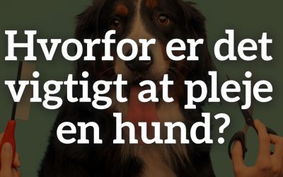 Hvorfor er det vigtigt at pleje en hund?