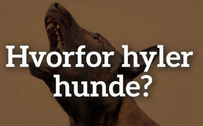 Hvorfor hyler hunde?