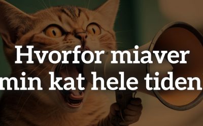 Hvorfor miaver min kat hele tiden?