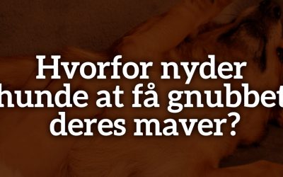 Hvorfor nyder hunde at få gnubbet deres maver?