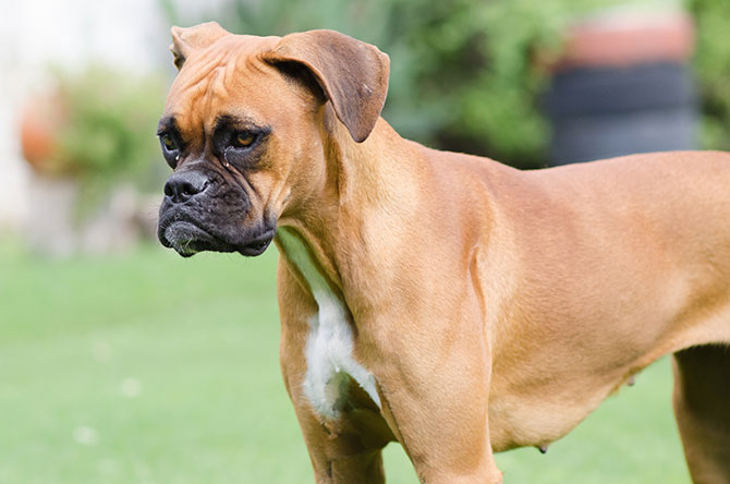 Boxer hund