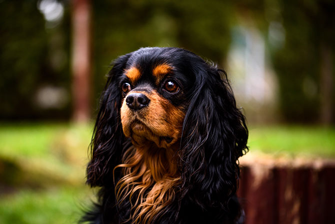 Cavalier King Charles Spaniel