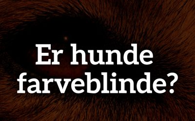 Er hunde farveblinde?