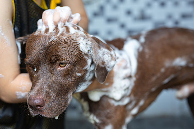 Hund bliver badet