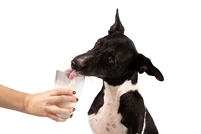 Hund drikker mælk