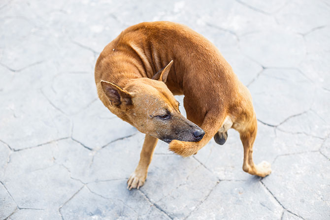 Hvorfor jager hunde deres egne haler? hvorfor?