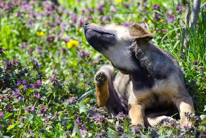 Hund klør sig på grund af lopper
