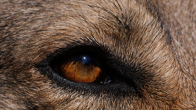 Er hunde virkelig farveblinde? dybdegående undersøgelse