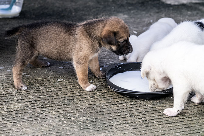 Hundehvalpe drikker mælk