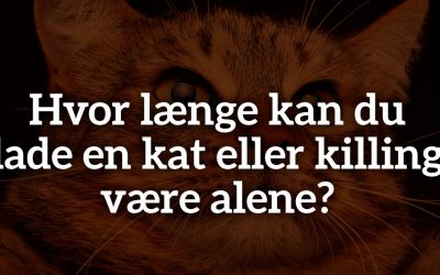 Hvor længe kan du lade en kat eller killing være alene?