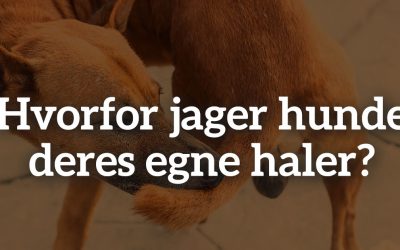 Hvorfor jager hunde deres egne haler?