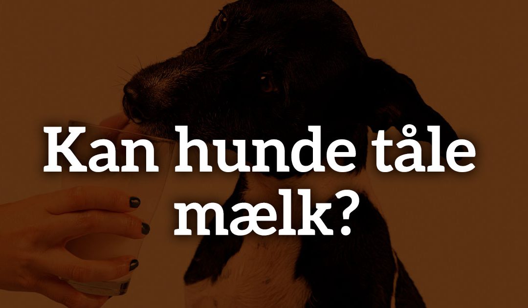 Kan hunde tåle mælk?