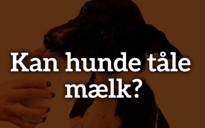 Kan hunde tåle mælk?