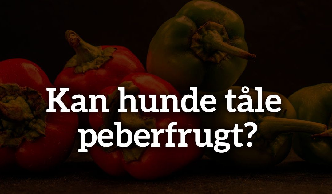 Kan hunde tåle peberfrugt?