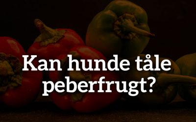 Kan hunde tåle peberfrugt?