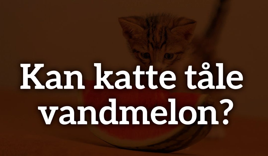 Kan katte tåle vandmelon?