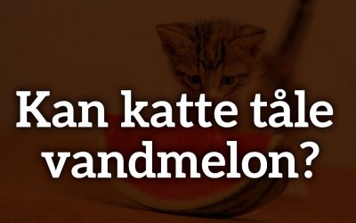 Kan katte tåle vandmelon?