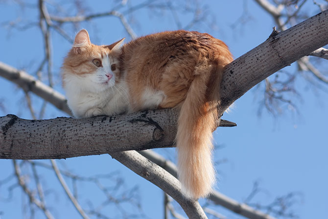 Kat sidder i træ