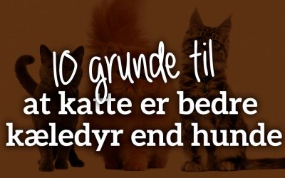 10 grunde til, at katte er bedre kæledyr end hunde