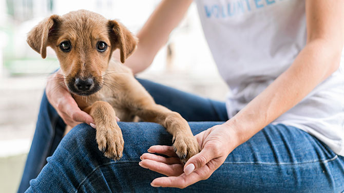 Nyanskaffet hundehvalp er lige kommet hjem