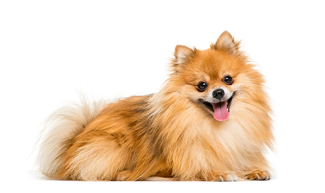 pomeranian