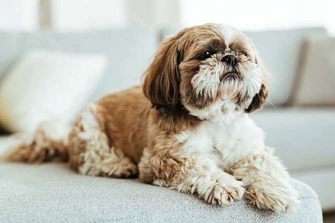 Shih Tzu hunderace