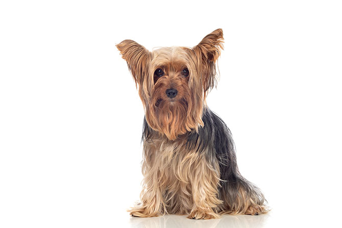 Yorkshire Terrier