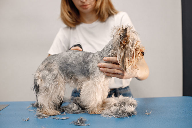 Yorkshire Terrier bliver klippet