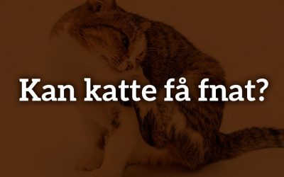 Kan katte få fnat?