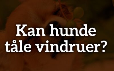 Kan hunde tåle vindruer? Alt hvad du skal vide!