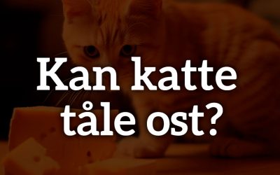 Kan katte tåle ost?