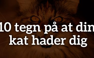 10 tegn på din kat hader dig