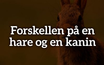 Forskellen på en hare og en kanin