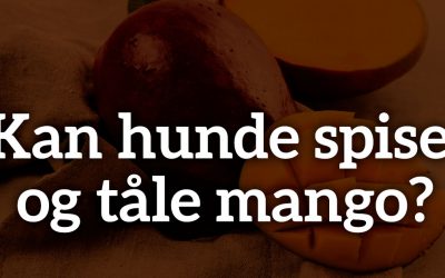 Kan hunde spise og tåle mango?