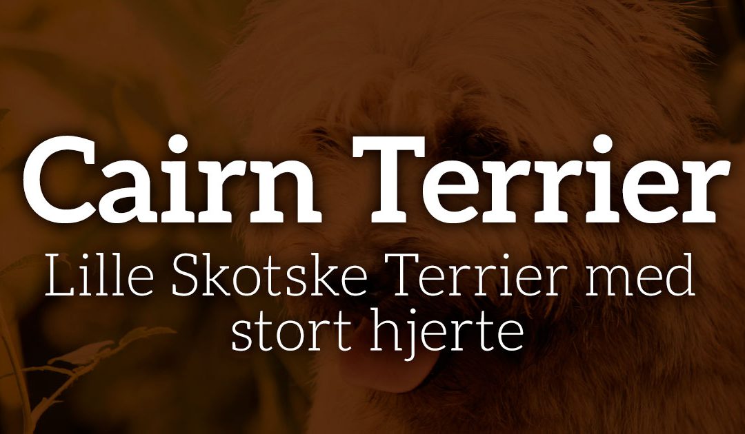 Cairn Terrier: Lille Skotske Terrier med stort hjerte