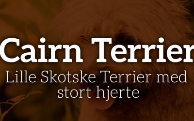 Cairn Terrier: Lille Skotske Terrier med stort hjerte