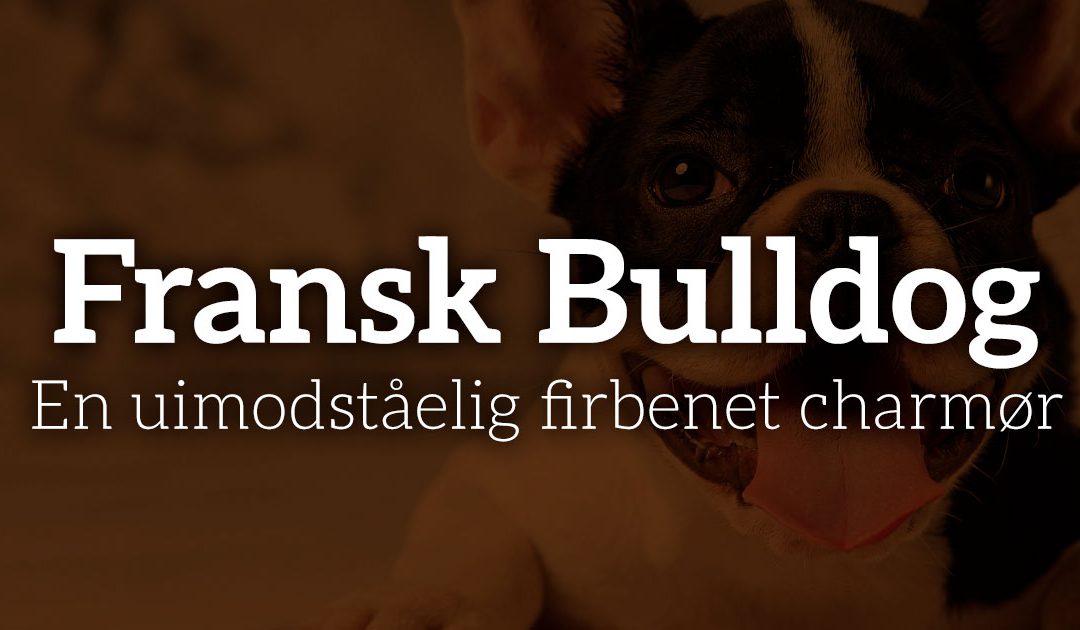 Fransk Bulldog: En uimodståelig firbenet charmør