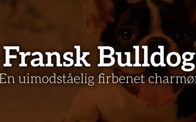 Fransk Bulldog: En uimodståelig firbenet charmør