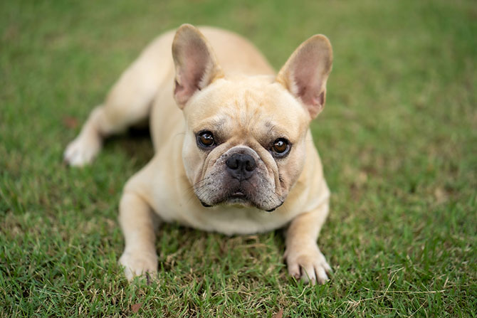 Fransk Bulldog ligger i græsset