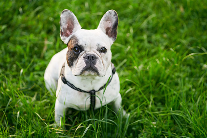 Fransk Bulldog sidder på græsset