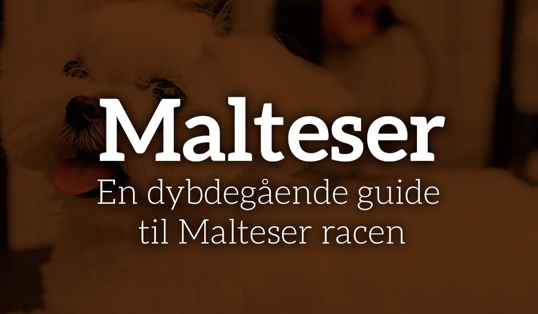 Malteser – Dit perfekte kæledyr? En dybdegående guide til Malteser racen