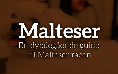 Malteser – Dit perfekte kæledyr? En dybdegående guide til Malteser racen