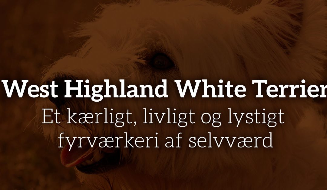 West Highland White Terrier: Et kærligt, livligt og lystigt fyrværkeri af selvværd