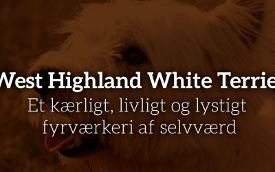 West Highland White Terrier: Et kærligt, livligt og lystigt fyrværkeri af selvværd
