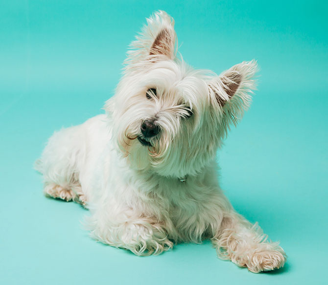 West Highland White Terrier i fotostudie