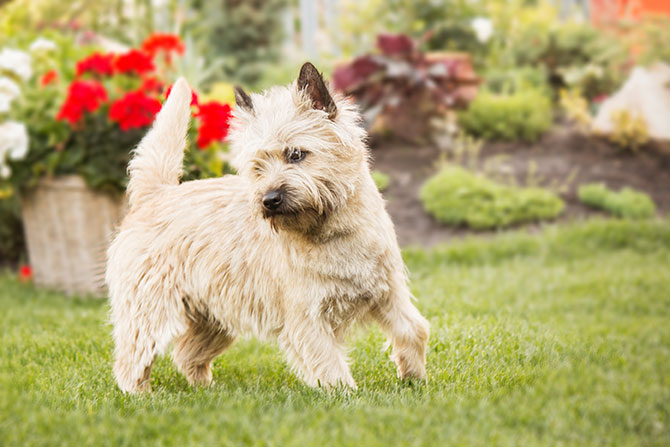 Cairn Terrier ude i haven