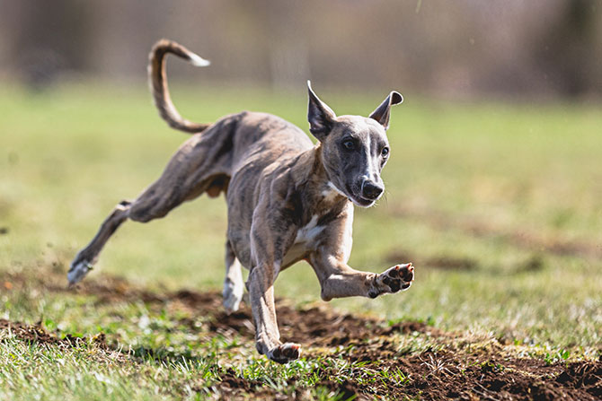 Hund løber rundt udenfor