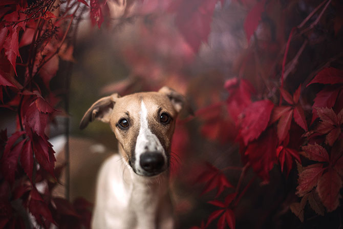 Kunstnerisk billede af hund