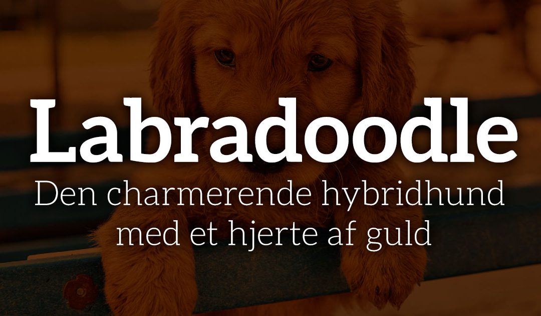 Labradoodle: Den charmerende hybridhund med et hjerte af guld